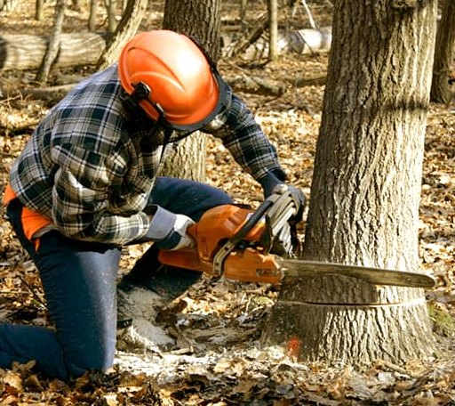 Tree Removal in Paris, MO